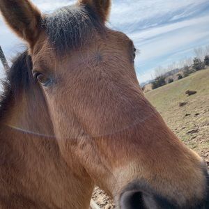 Meet your Posher, Skye